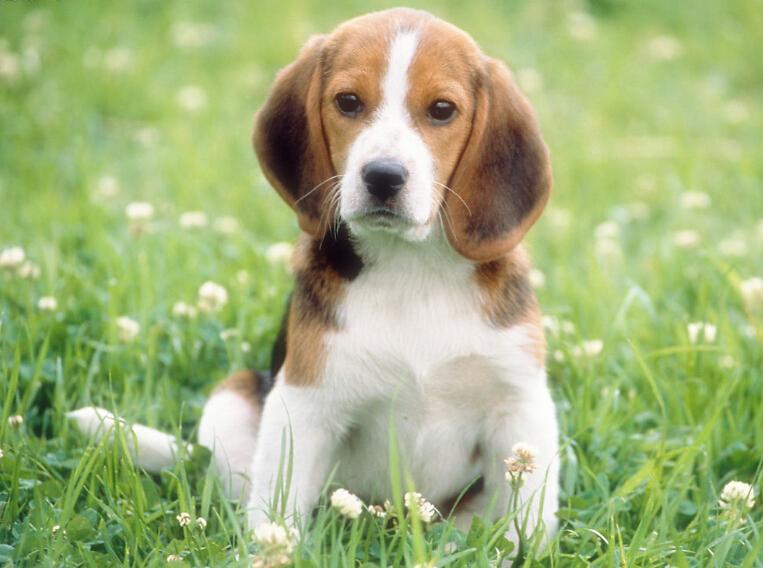宠物市场